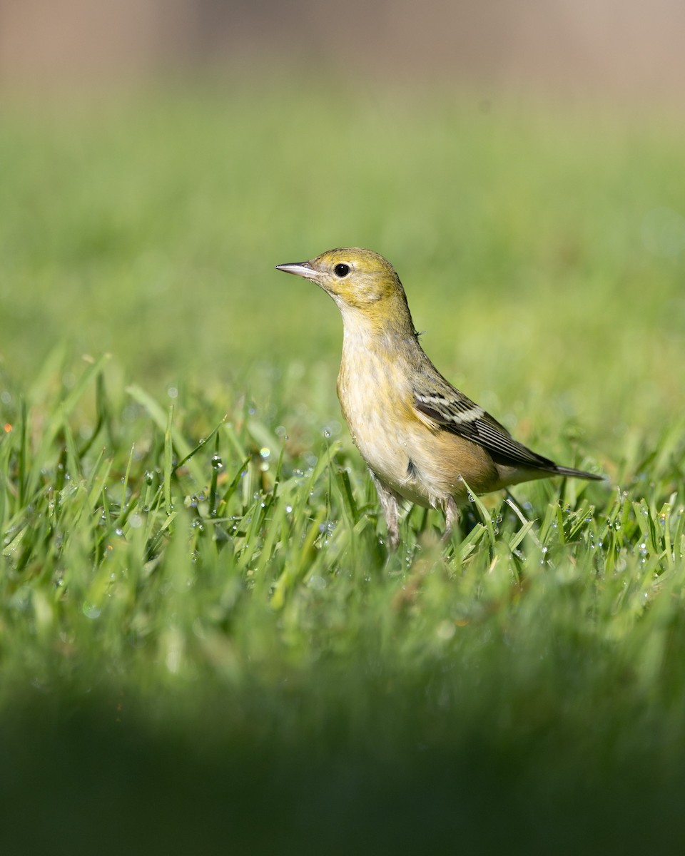Bay-breasted Warbler - ML646024287