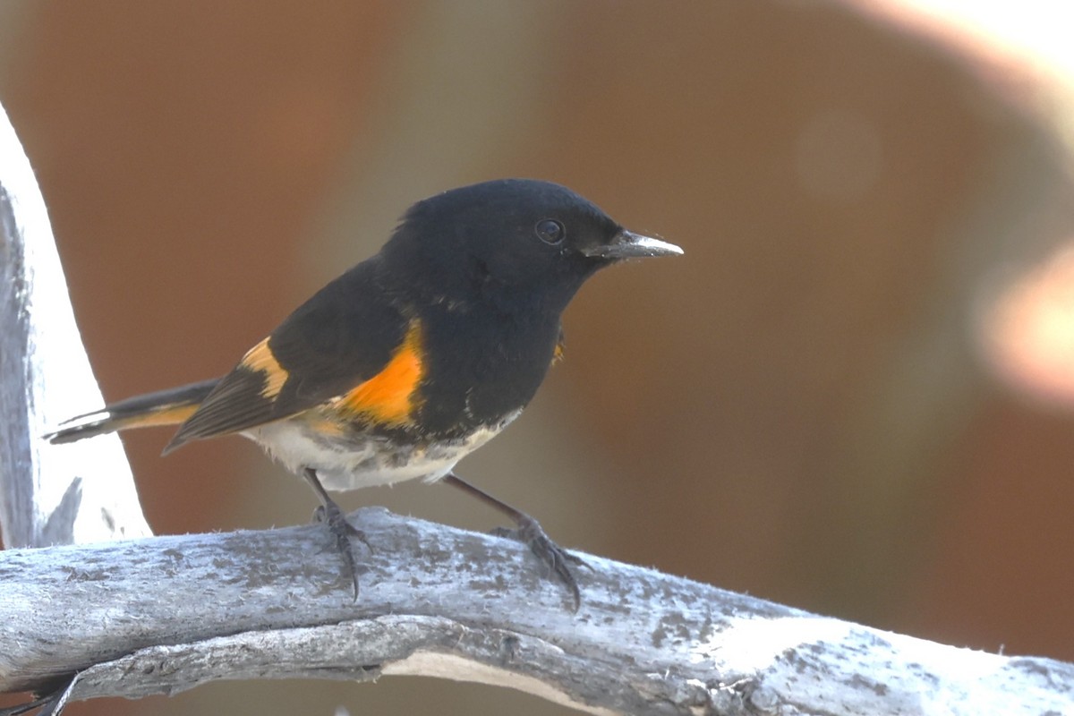 American Redstart - ML646024297