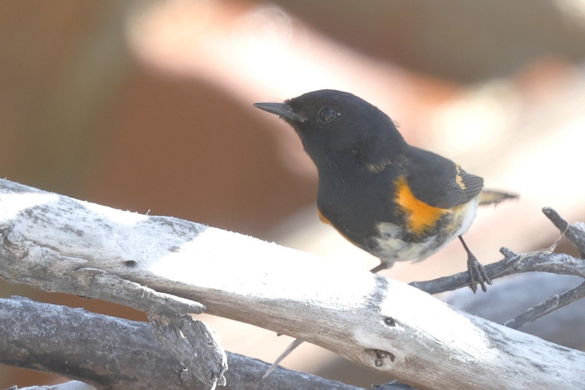 American Redstart - ML646024298