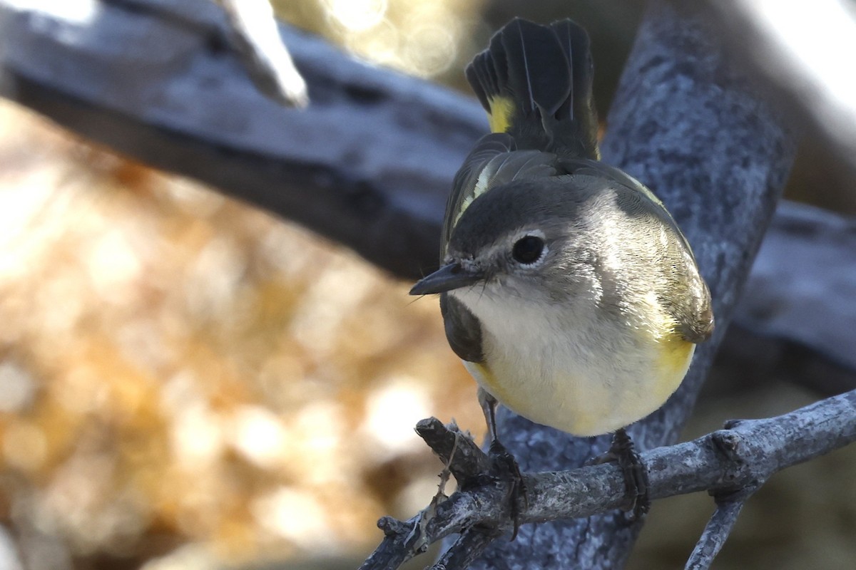 American Redstart - ML646024299