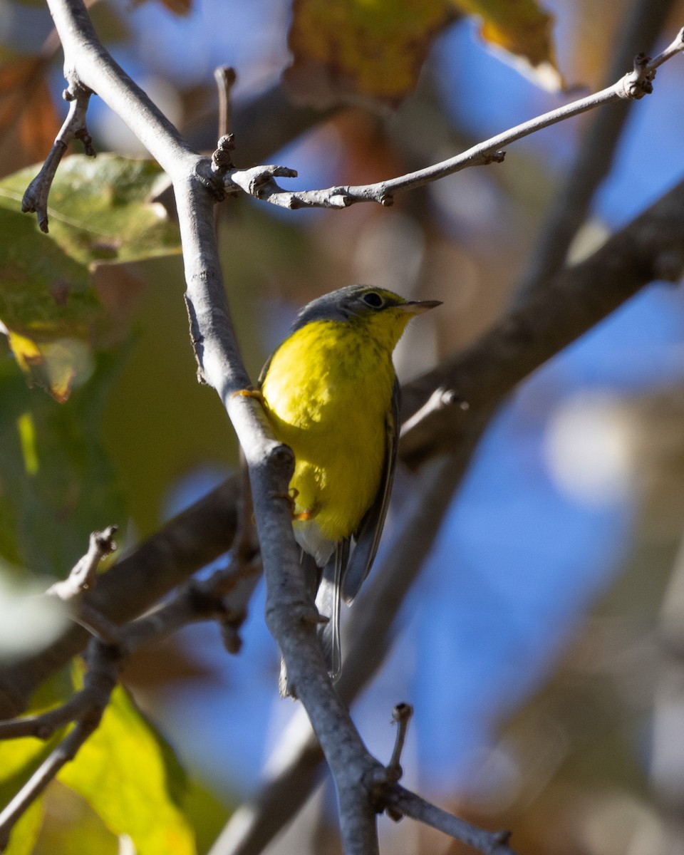 Canada Warbler - ML646024300
