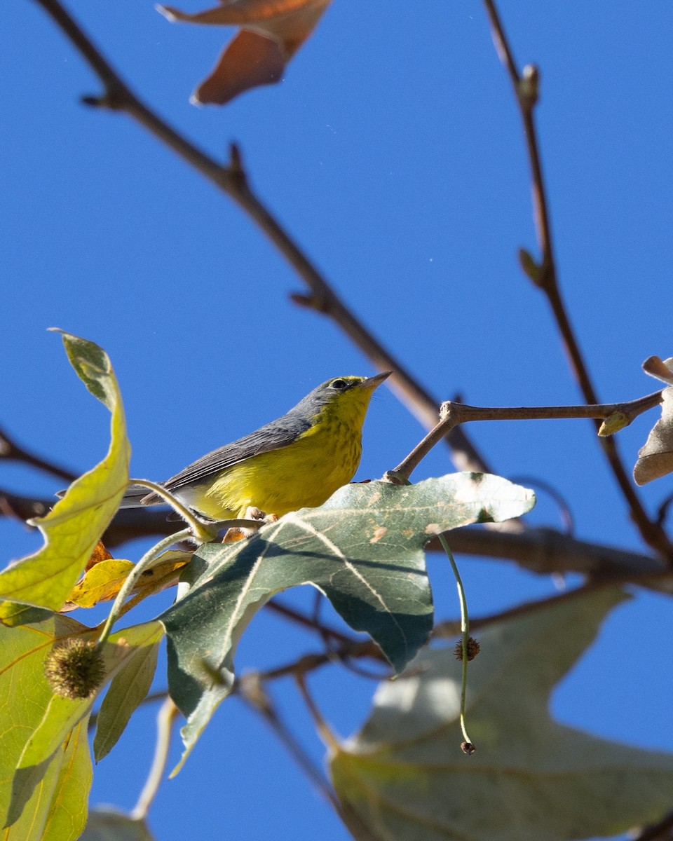 Canada Warbler - ML646024301