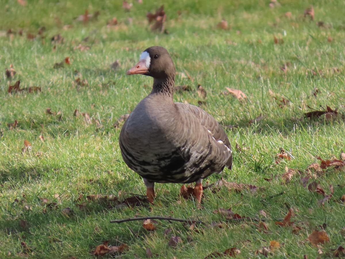 Greater White-fronted Goose - ML646024303