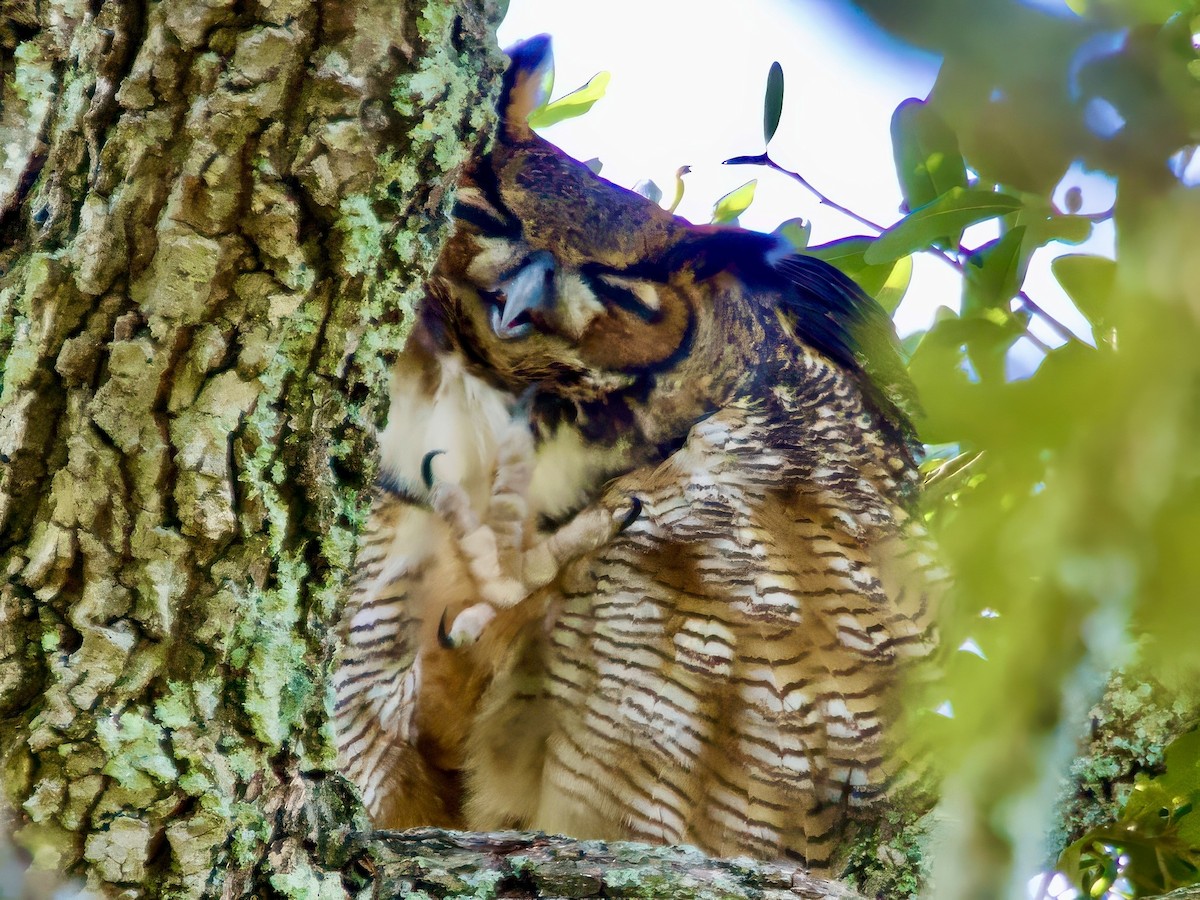 Grand-duc d'Amérique - ML646024316