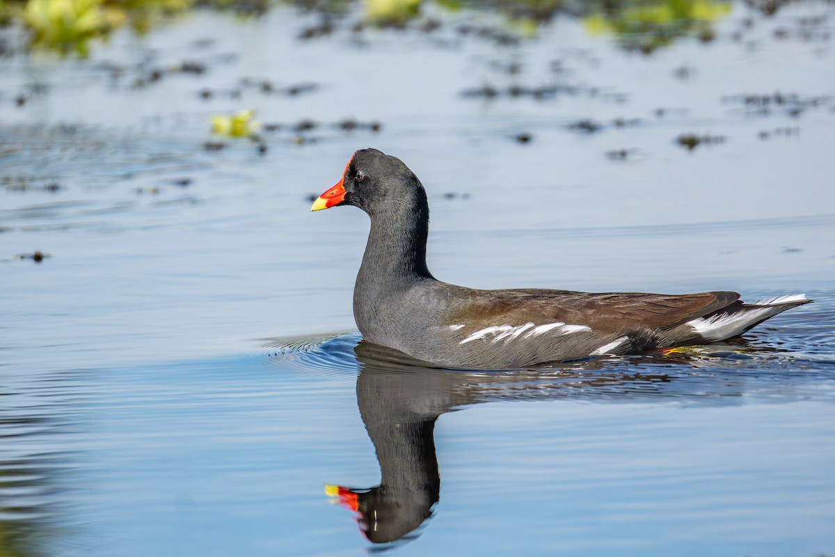 Common Gallinule - ML646024317