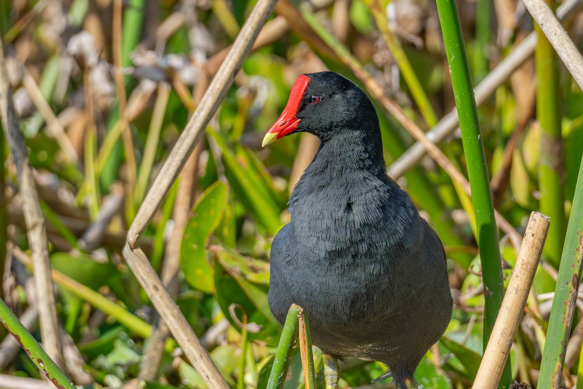 Common Gallinule - ML646024318