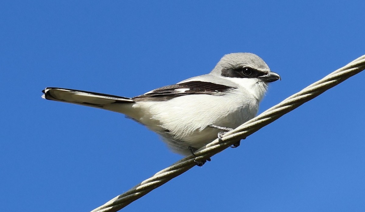 ťuhýk americký - ML646024319