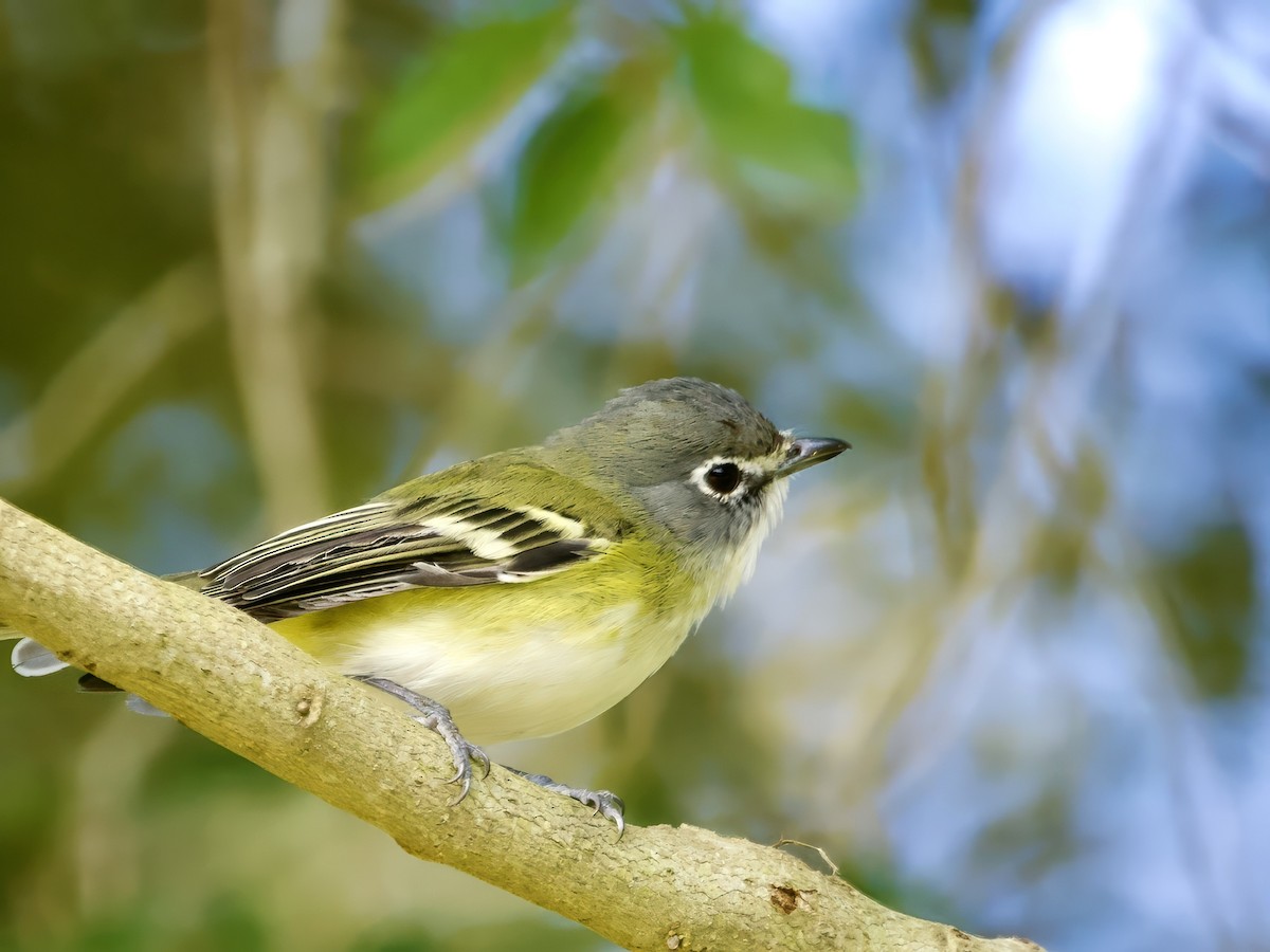 Blue-headed Vireo - ML646024326