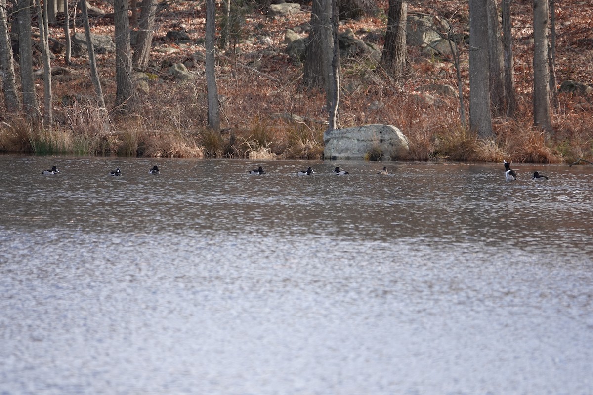 Кольчатая чернеть - ML646024328