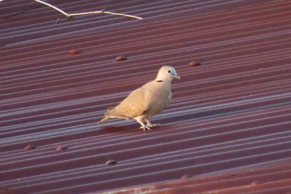 Короткохвостая горлица - ML646024329