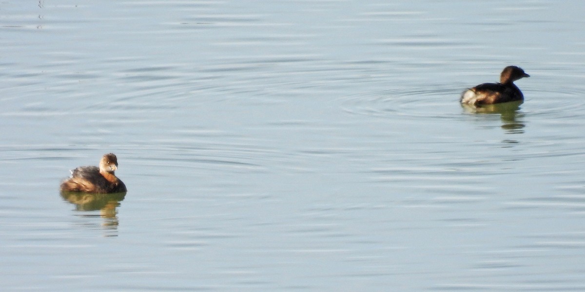 Пестроклювая поганка - ML646024330