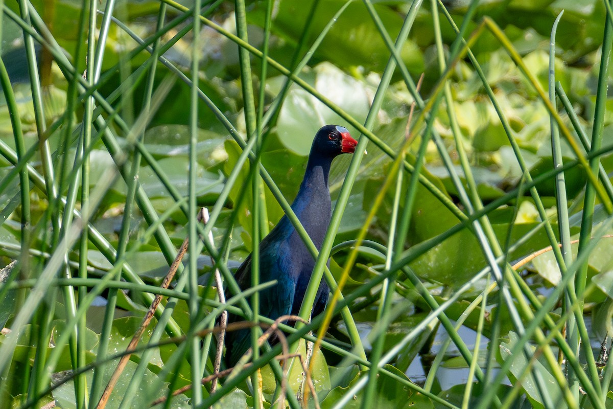 Purple Gallinule - ML646024332