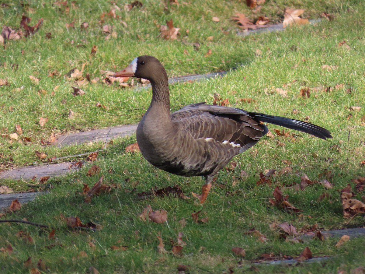 Greater White-fronted Goose - ML646024333