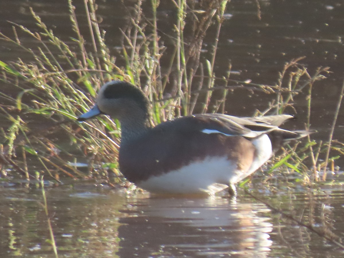 Американская свиязь - ML646024334