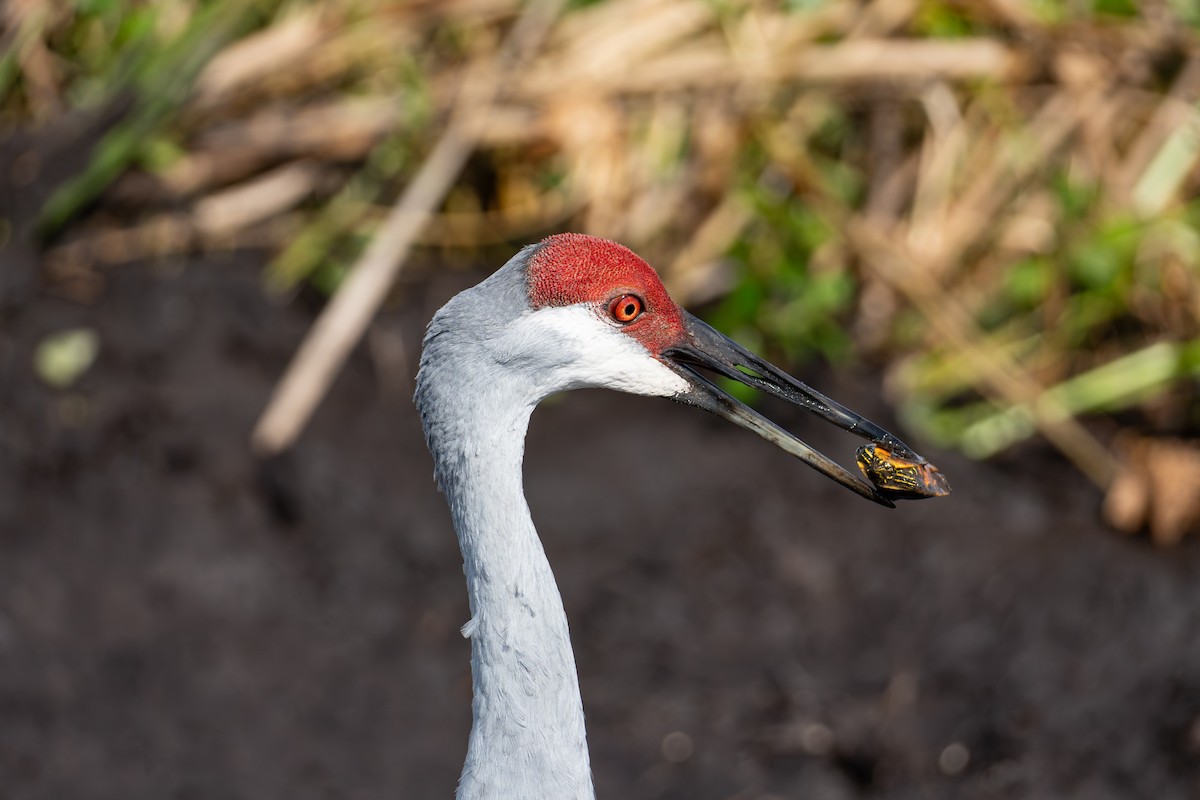 Канадский журавль - ML646024335