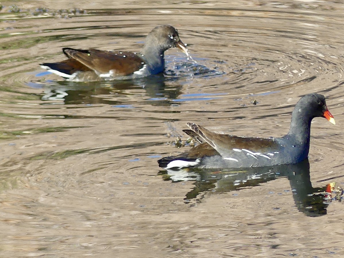 Американская камышница - ML646024336