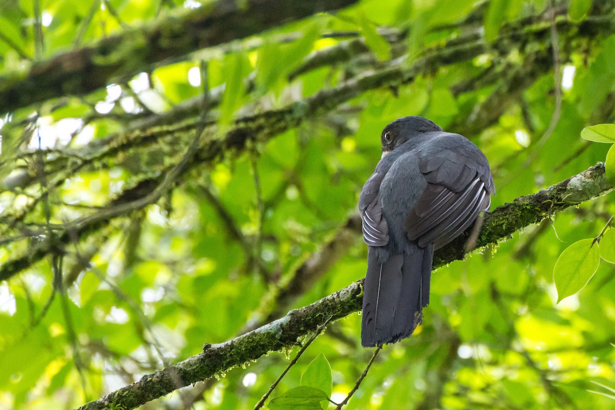 Аспиднохвостый трогон - ML646024337