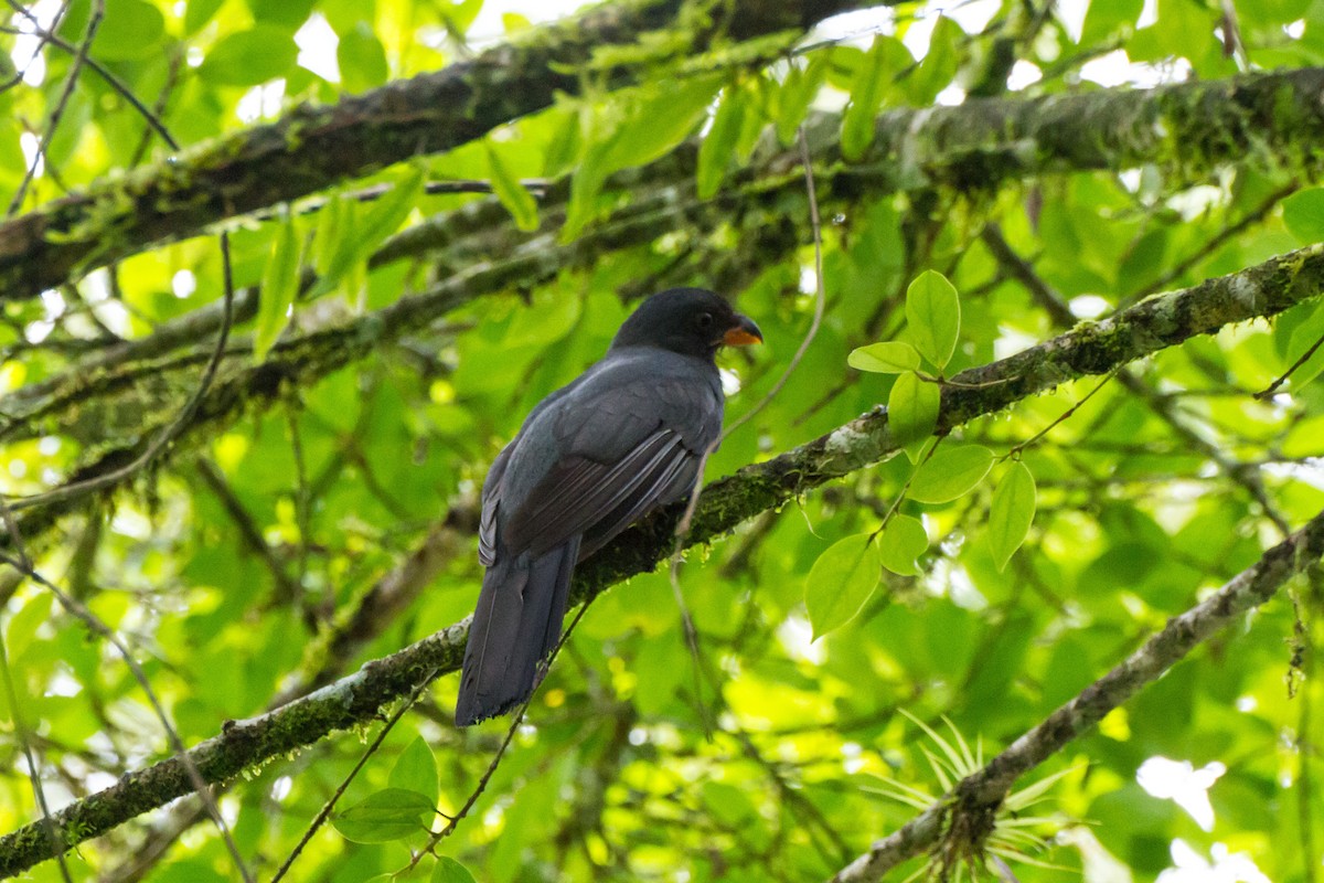 Аспиднохвостый трогон - ML646024338