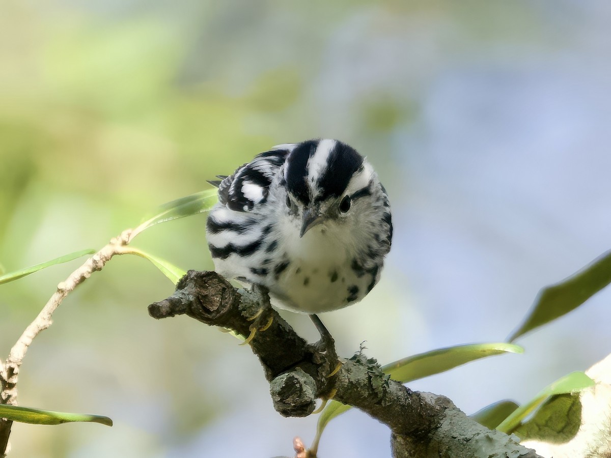 Paruline noir et blanc - ML646024340