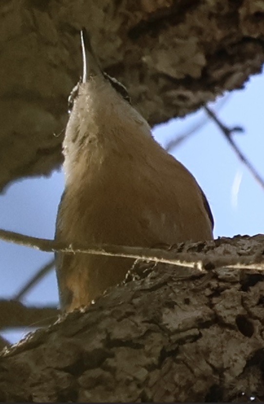 Канадский поползень - ML646024341