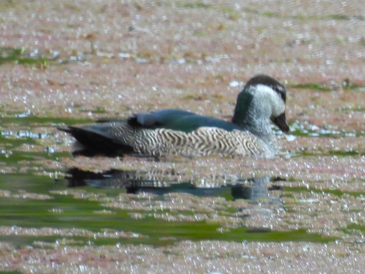 Австралийский блестящий чирок - ML646024342