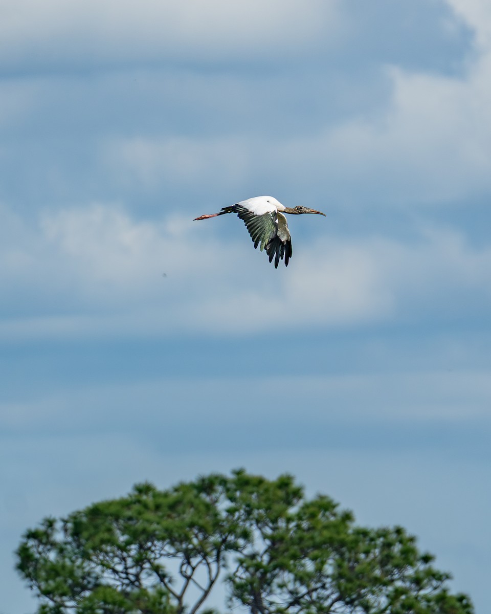 Американский клювач - ML646024343