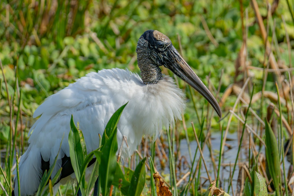 Американский клювач - ML646024344