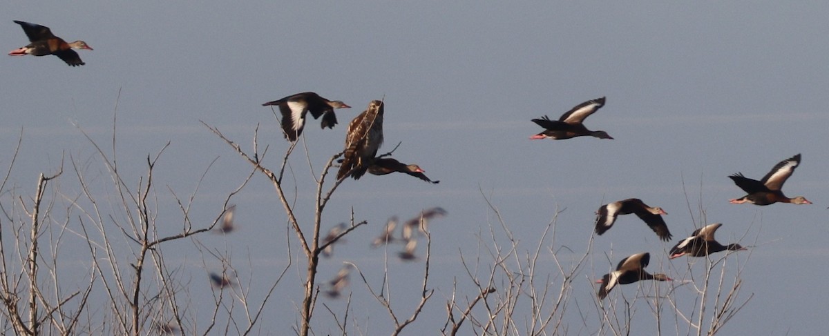 Американский лунь - ML646024345