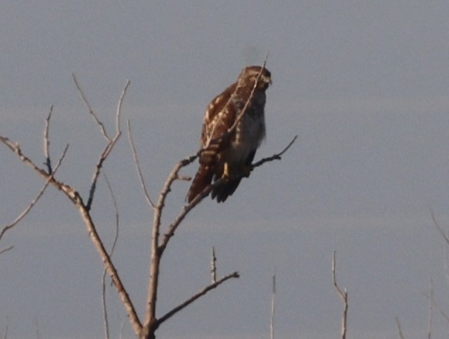 Американский лунь - ML646024346