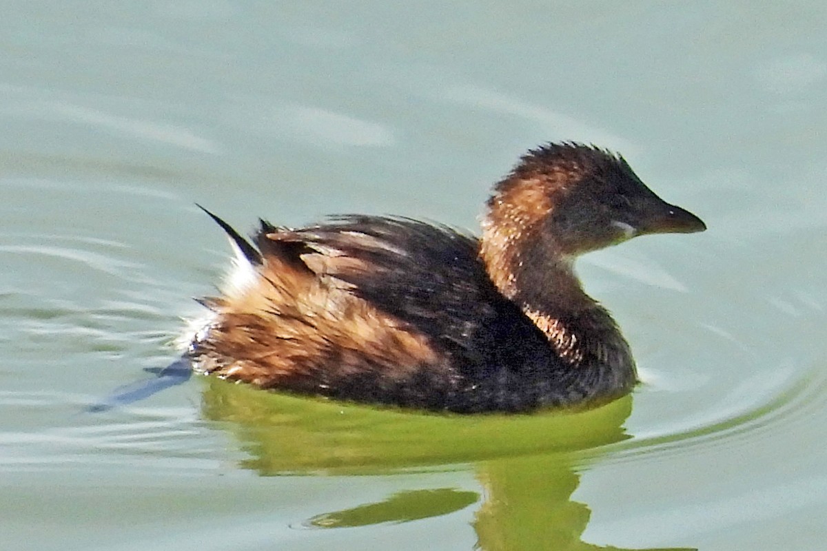 Пестроклювая поганка - ML646024347