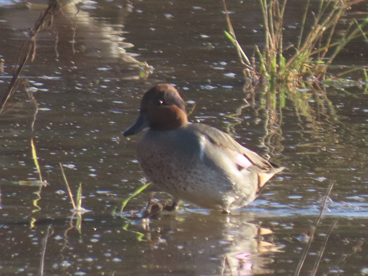 Чирок-свистунок - ML646024348