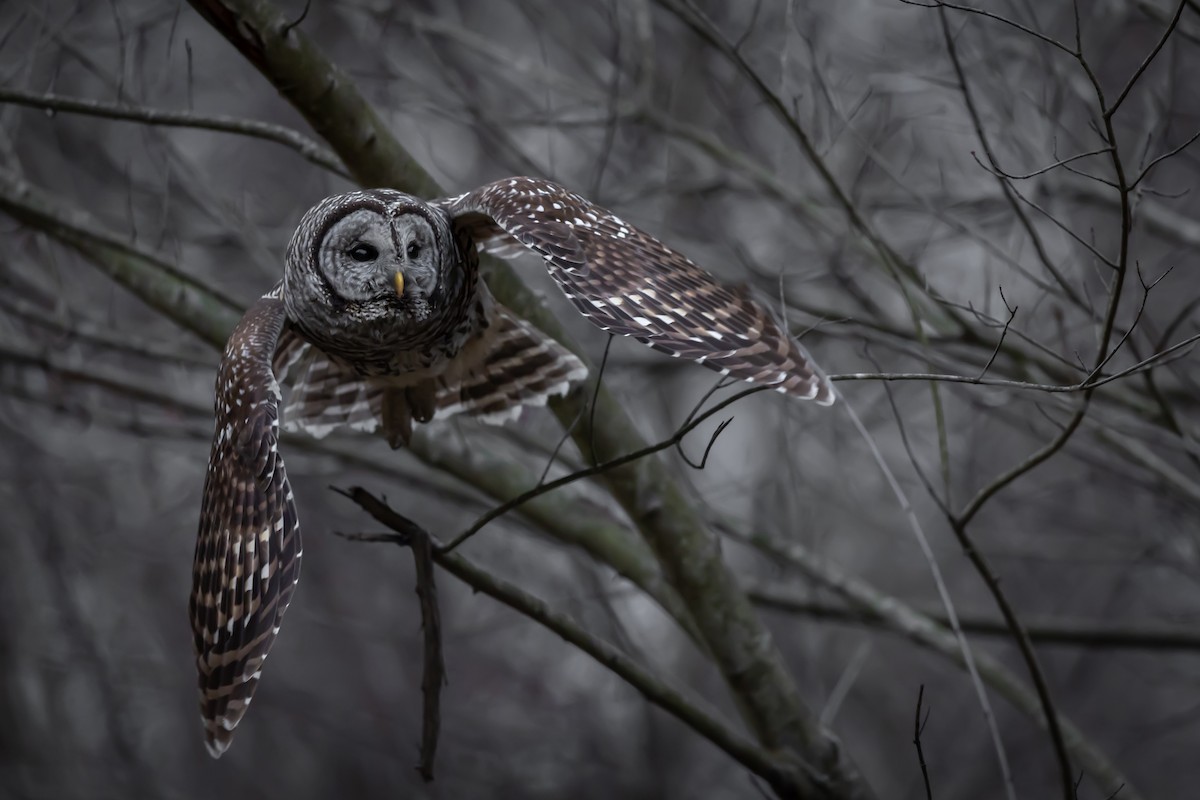 Полосатая неясыть - ML646024349