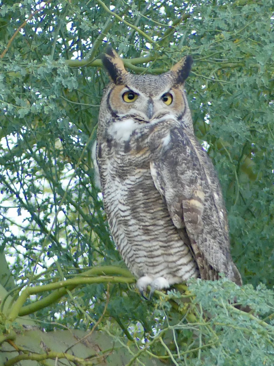 Виргинский филин - ML646024350