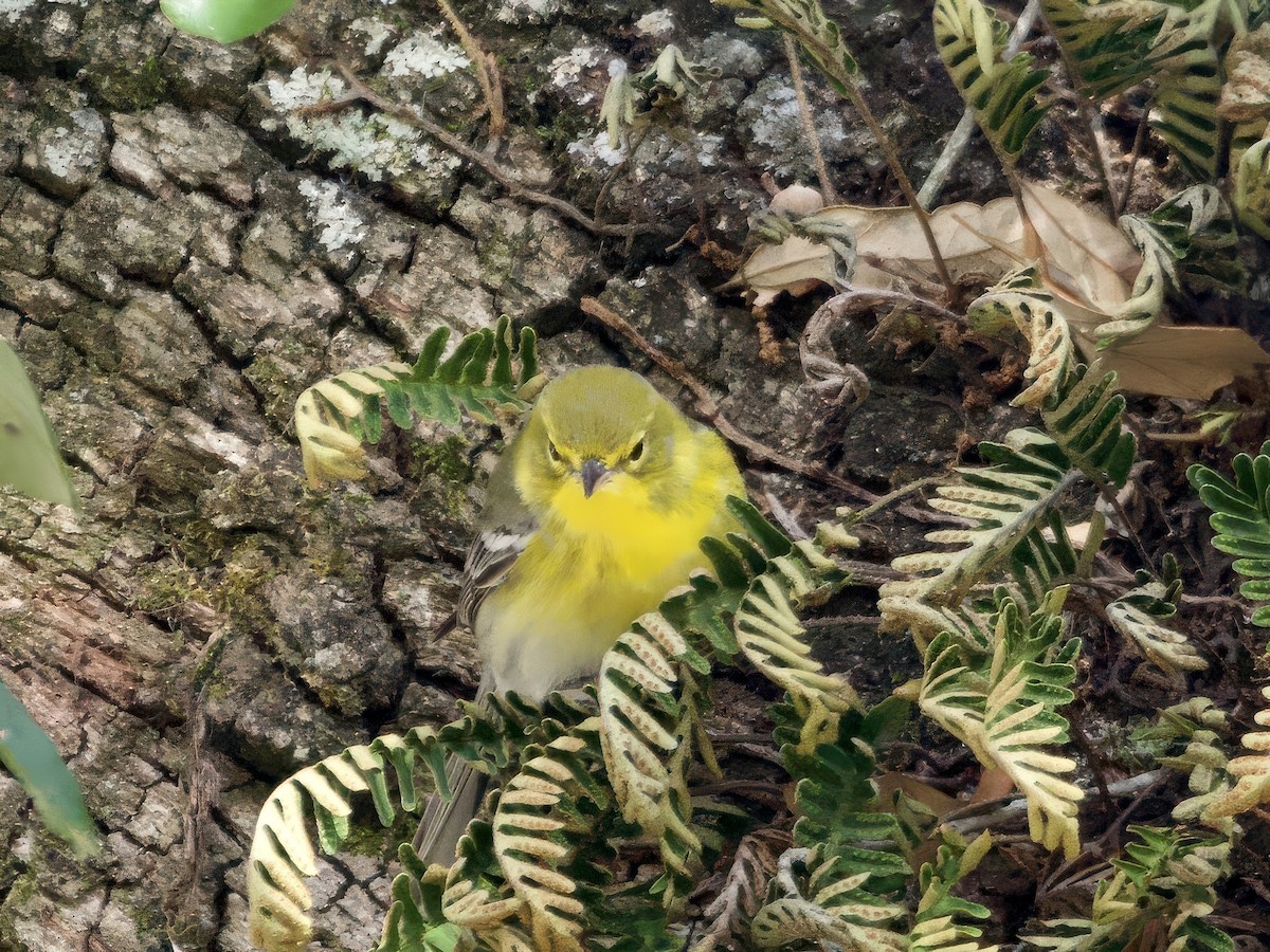 Сосновая древесница - ML646024351