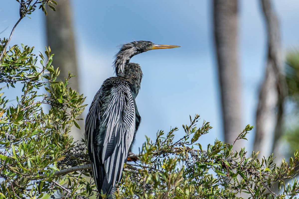 Американская змеешейка - ML646024352