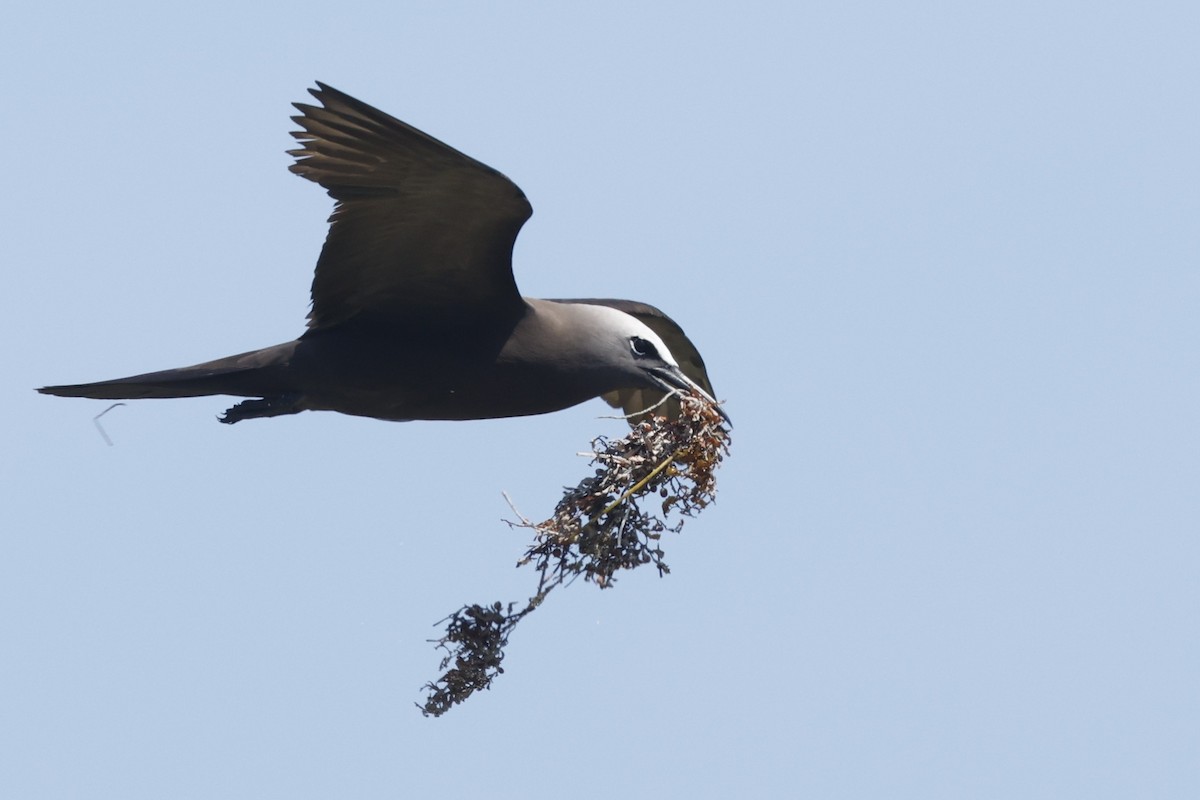 Бурая кланяющаяся крачка - ML646024354