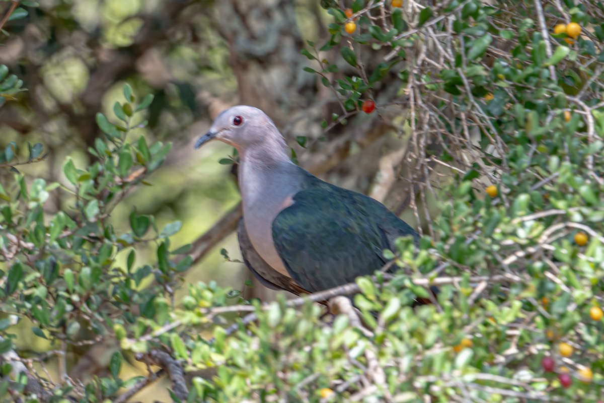 Бронзовый плодовый голубь - ML646024355