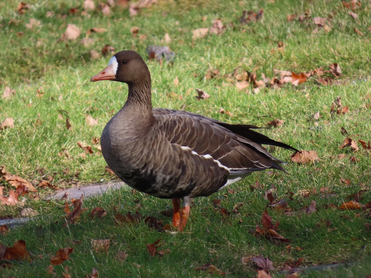 Greater White-fronted Goose - ML646024358