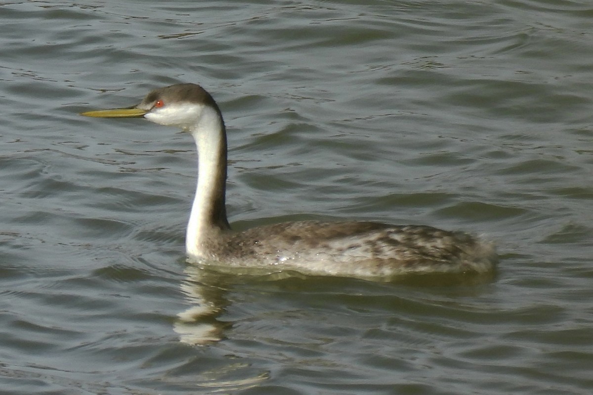 Западная поганка - ML646024359