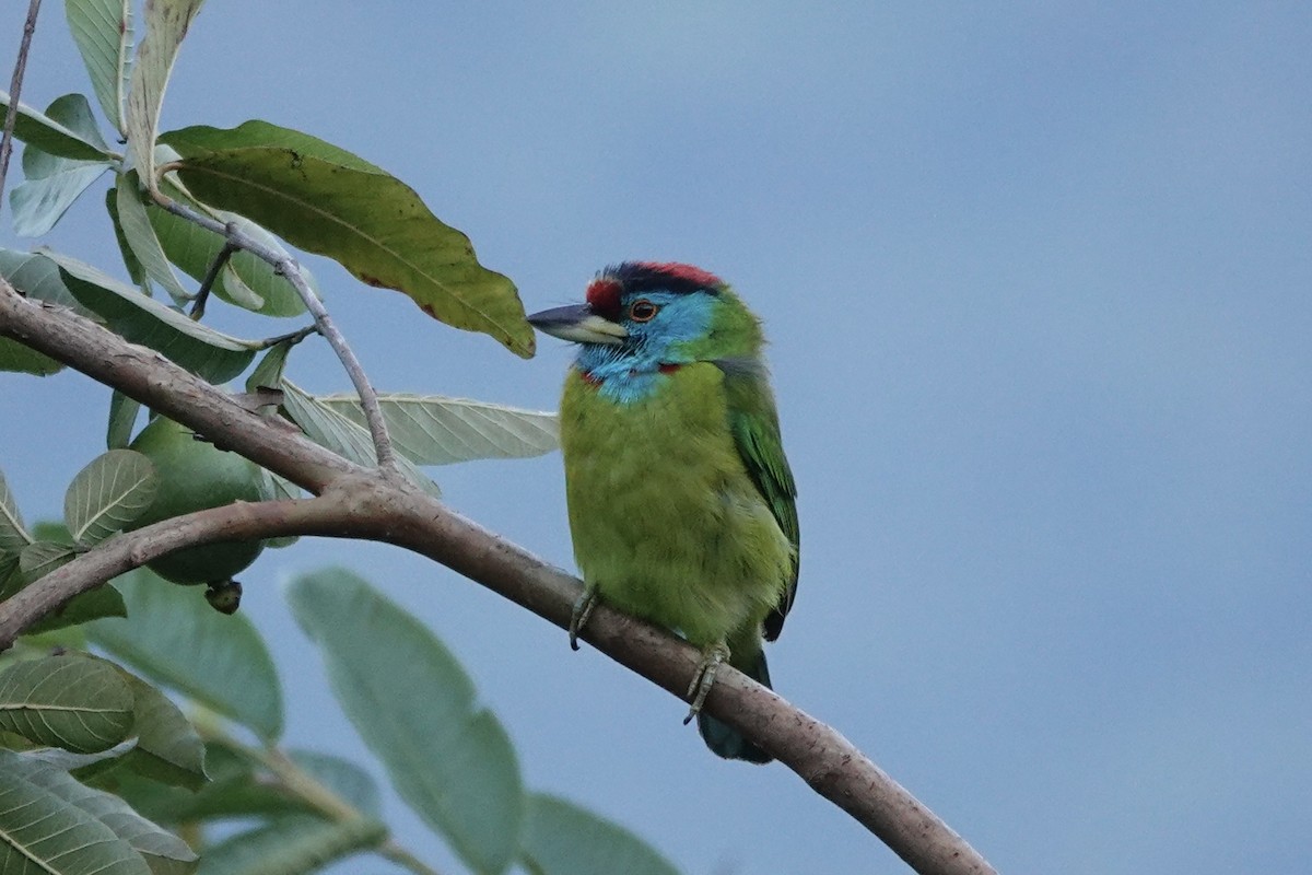 Голубощёкий бородастик - ML646024360