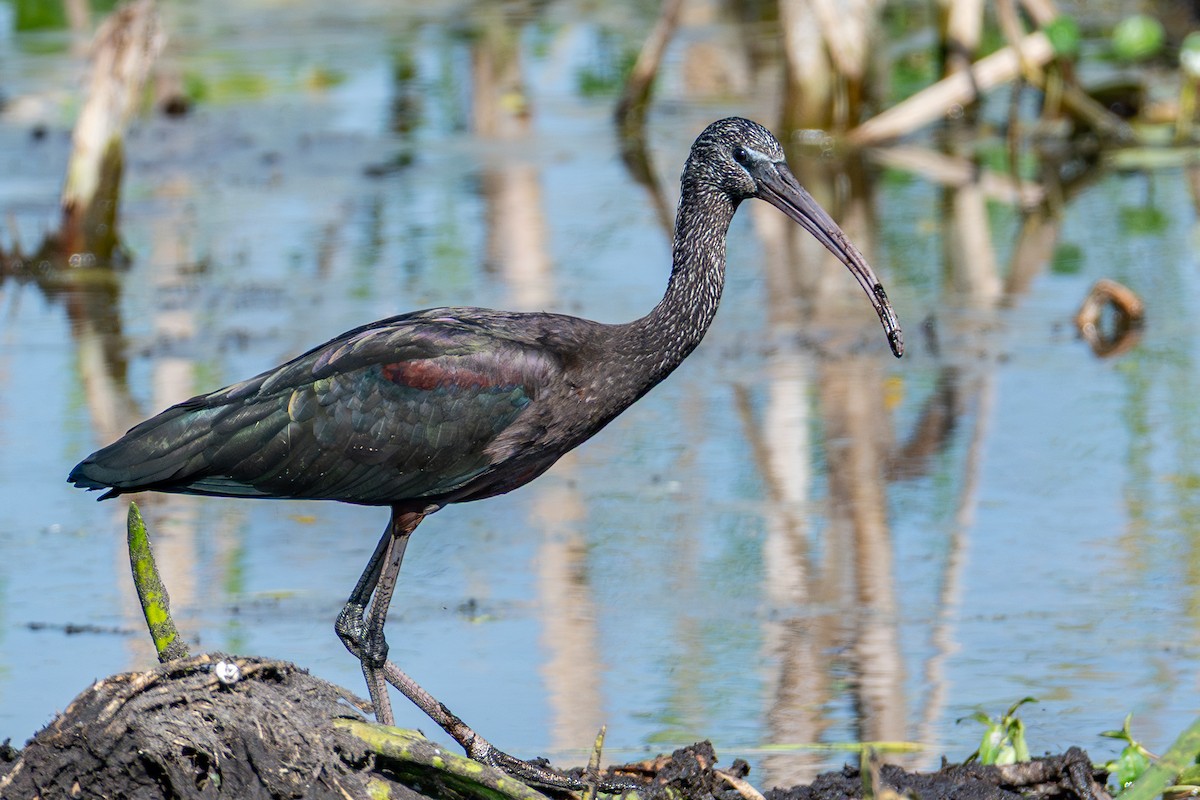 Каравайка - ML646024362