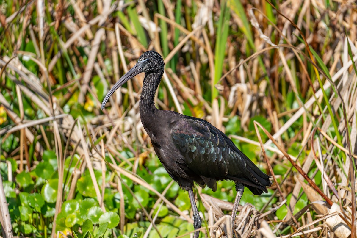 Glossy Ibis - ML646024363