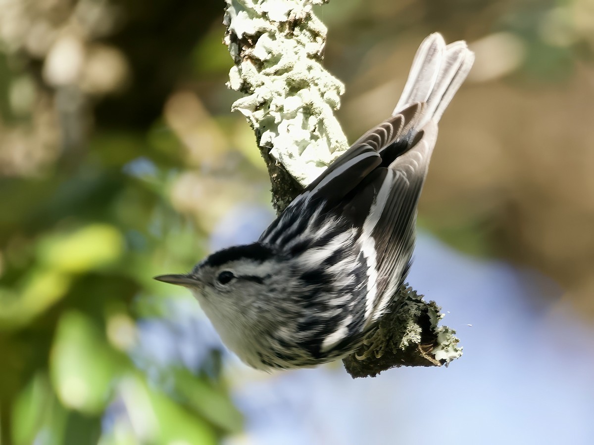 Paruline noir et blanc - ML646024364