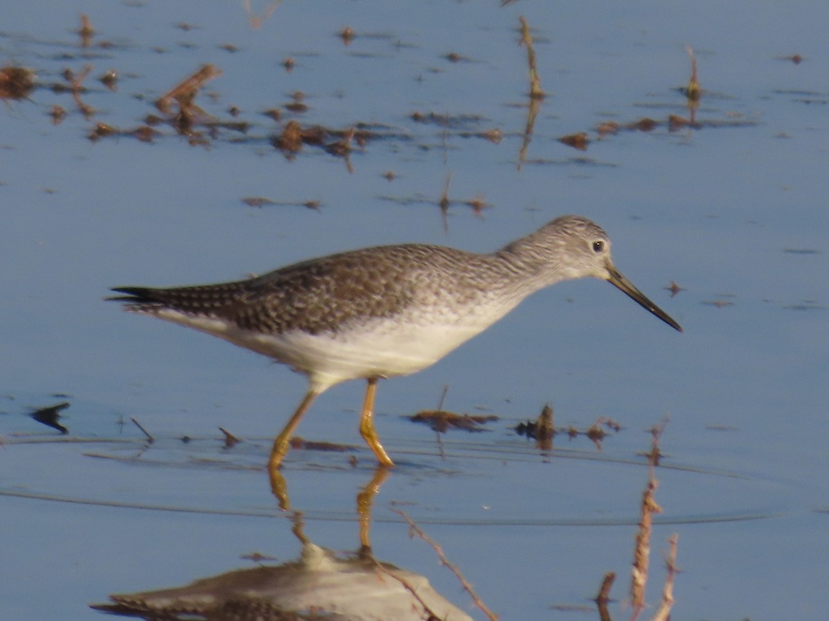 Пёстрый улит - ML646024365