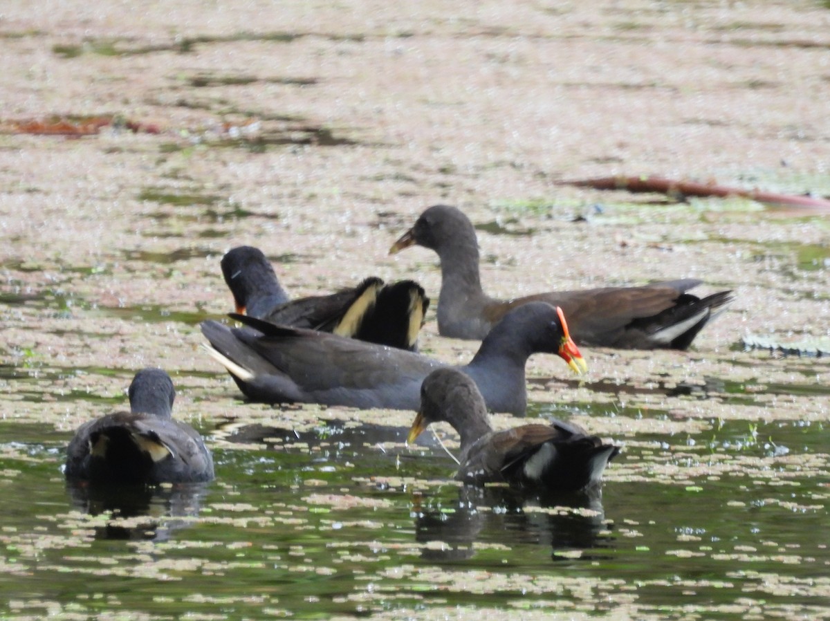 Тёмная камышница - ML646024366