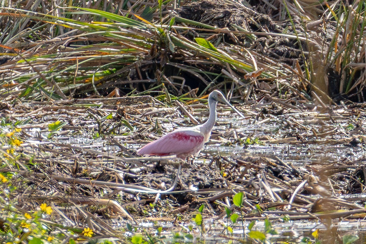 Roseate Spoonbill - ML646024367