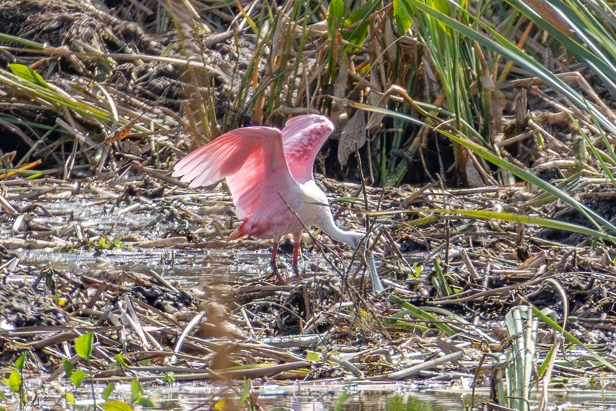 Roseate Spoonbill - ML646024368