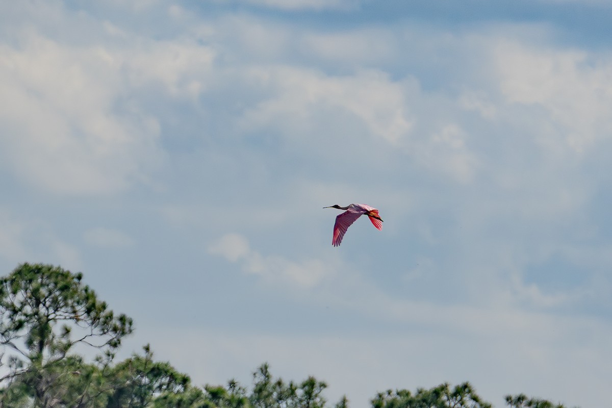 Roseate Spoonbill - ML646024369