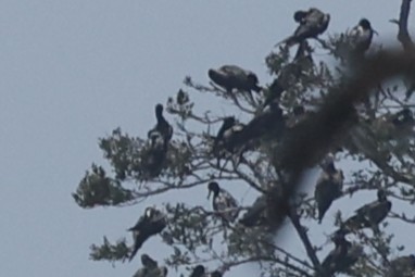 Red-footed Booby - ML646024373
