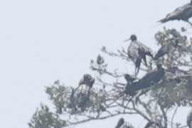 Red-footed Booby - ML646024374